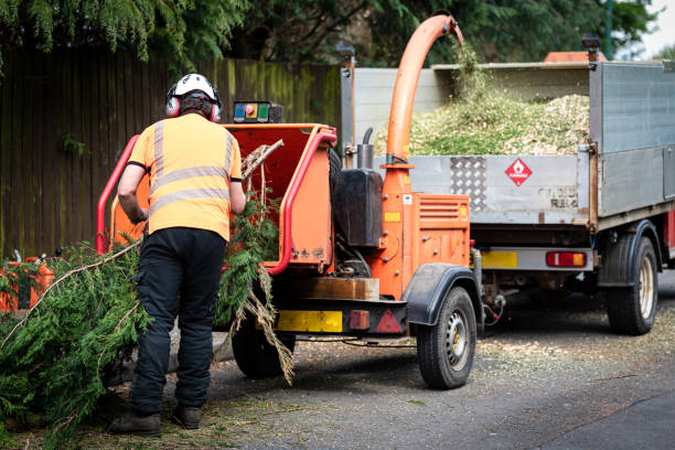 Trusted Cowpens, SC Tree Services Experts